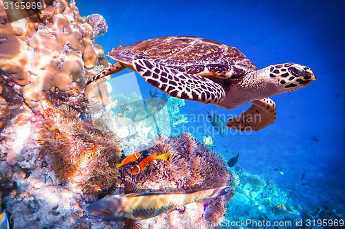 Image of Hawksbill Turtle - Eretmochelys imbricata