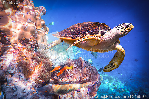 Image of Hawksbill Turtle - Eretmochelys imbricata