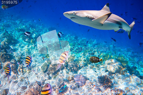 Image of Tropical Coral Reef.