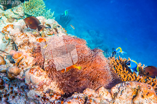 Image of Anemonefish