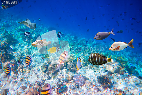 Image of Tropical Coral Reef.