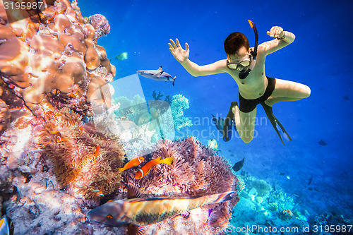 Image of Snorkeler Maldives Indian Ocean coral reef.