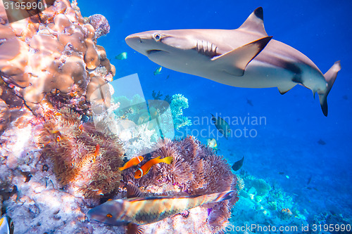 Image of Tropical Coral Reef.