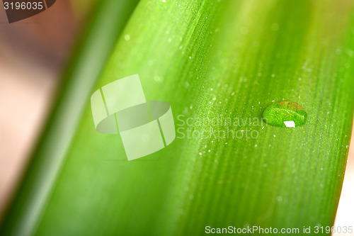 Image of Water drops on fresh green leaf, isolated on white