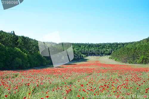 Image of poppies