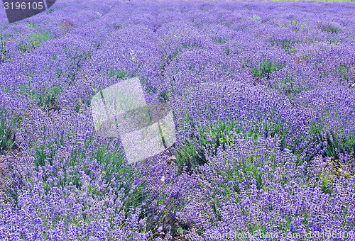 Image of lavender