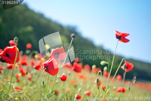 Image of poppies