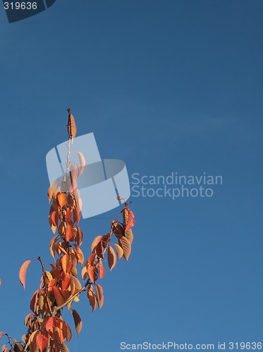 Image of autumn leaves