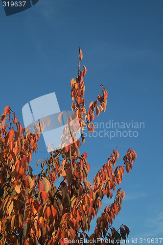 Image of autumn leaves