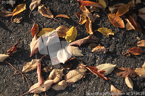 Image of autumn leaves