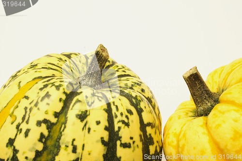 Image of green and yellow ornamental squashes