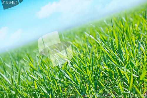 Image of field