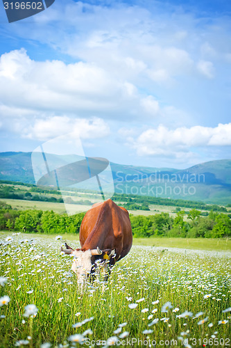 Image of caws in field