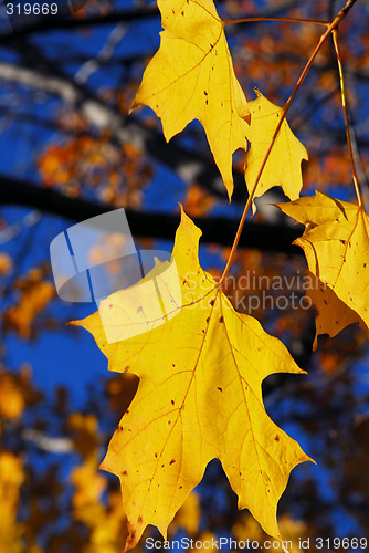 Image of Yellow maple leaves