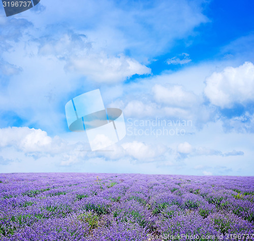 Image of lavender