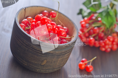 Image of viburnum