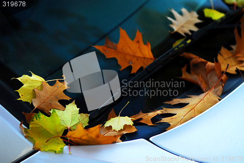Image of Fall leaves on a car