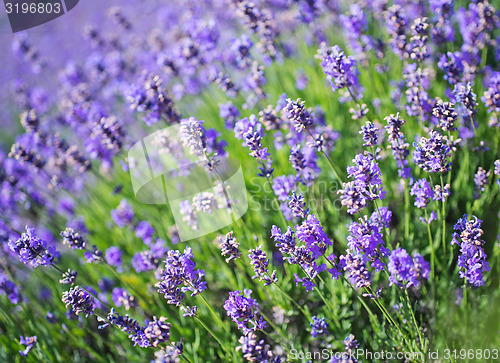 Image of lavender