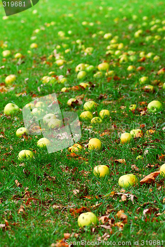 Image of Fallen apples