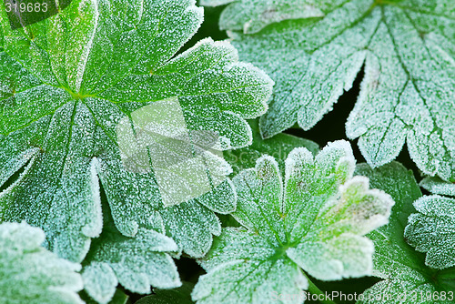 Image of Frosty leaves