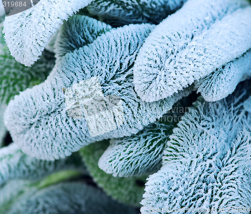 Image of Frosty leaves