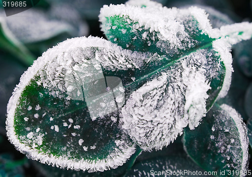 Image of Frosty leaf