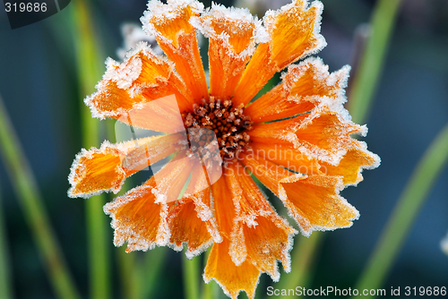 Image of Frosty flower