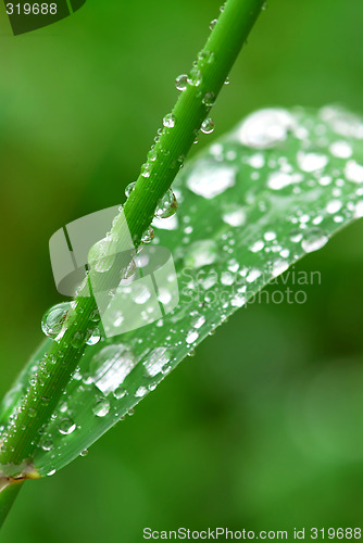 Image of Raindrops on grass