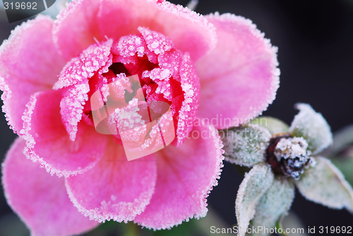 Image of Icy rose