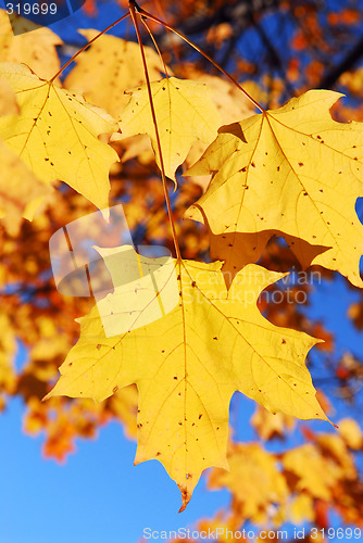 Image of Fall maple leaves