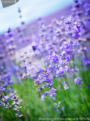 Image of lavender