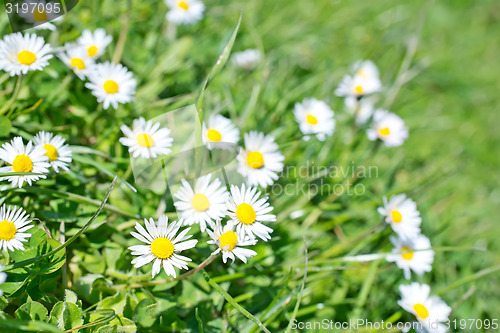 Image of flowers
