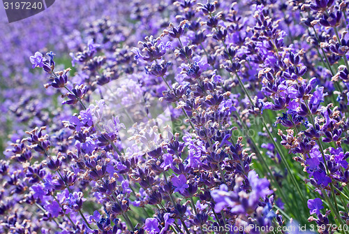 Image of lavender