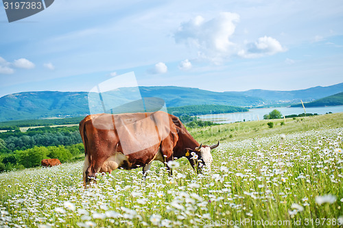 Image of field