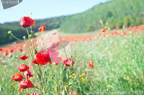 Image of poppies