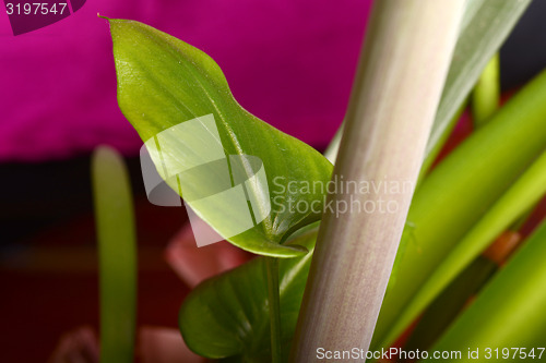 Image of Fresh green leaf macro close up