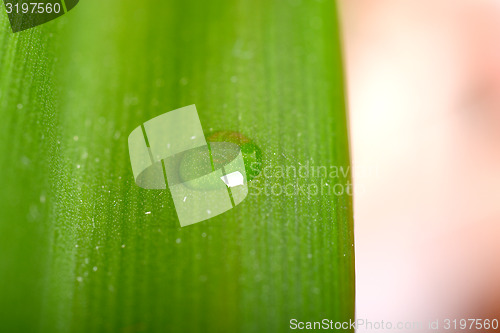 Image of Water drops on fresh green leaf, isolated on white