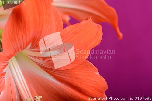 Image of beautiful pink gladiolus, close up