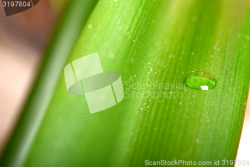 Image of Water drops on fresh green leaf, isolated on white