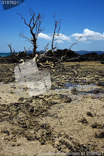 Image of tree in andilana 