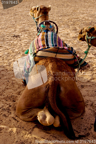 Image of camels