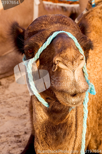 Image of camel  in the sahara\'s desert