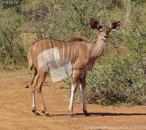 Image of Antelope in South Africa