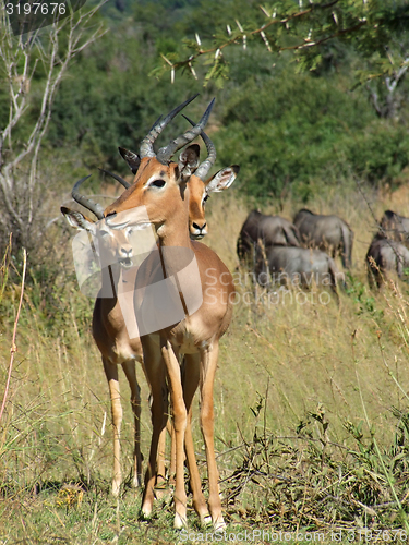 Image of Impalas