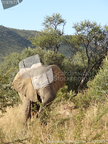 Image of Elephant in South Africa