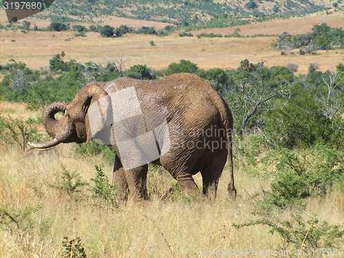 Image of Elephant in South Africa