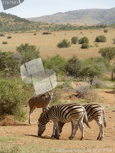 Image of Zebras and Antelopes in Southafrica