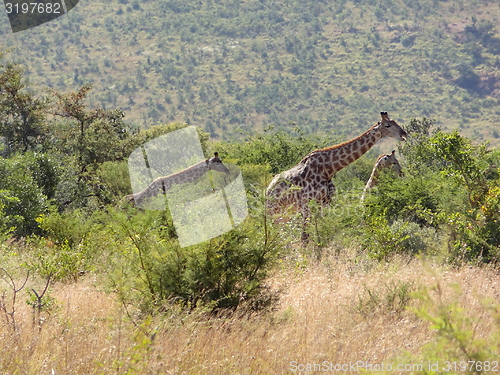 Image of giraffe in South Africa