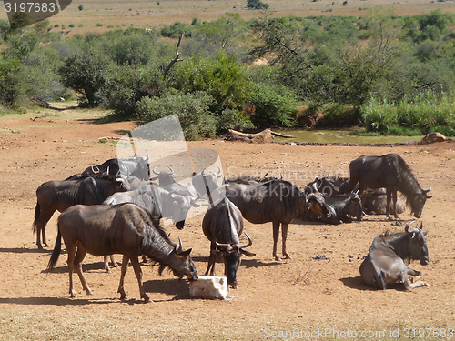 Image of Wildebeests in South Africa