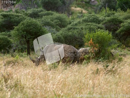 Image of White rhinoceros